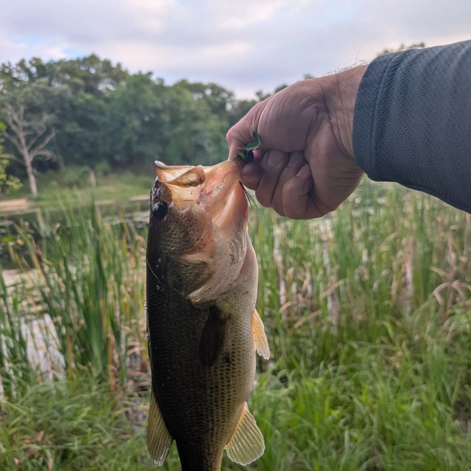 Largemouth bass caught on Fishbrain