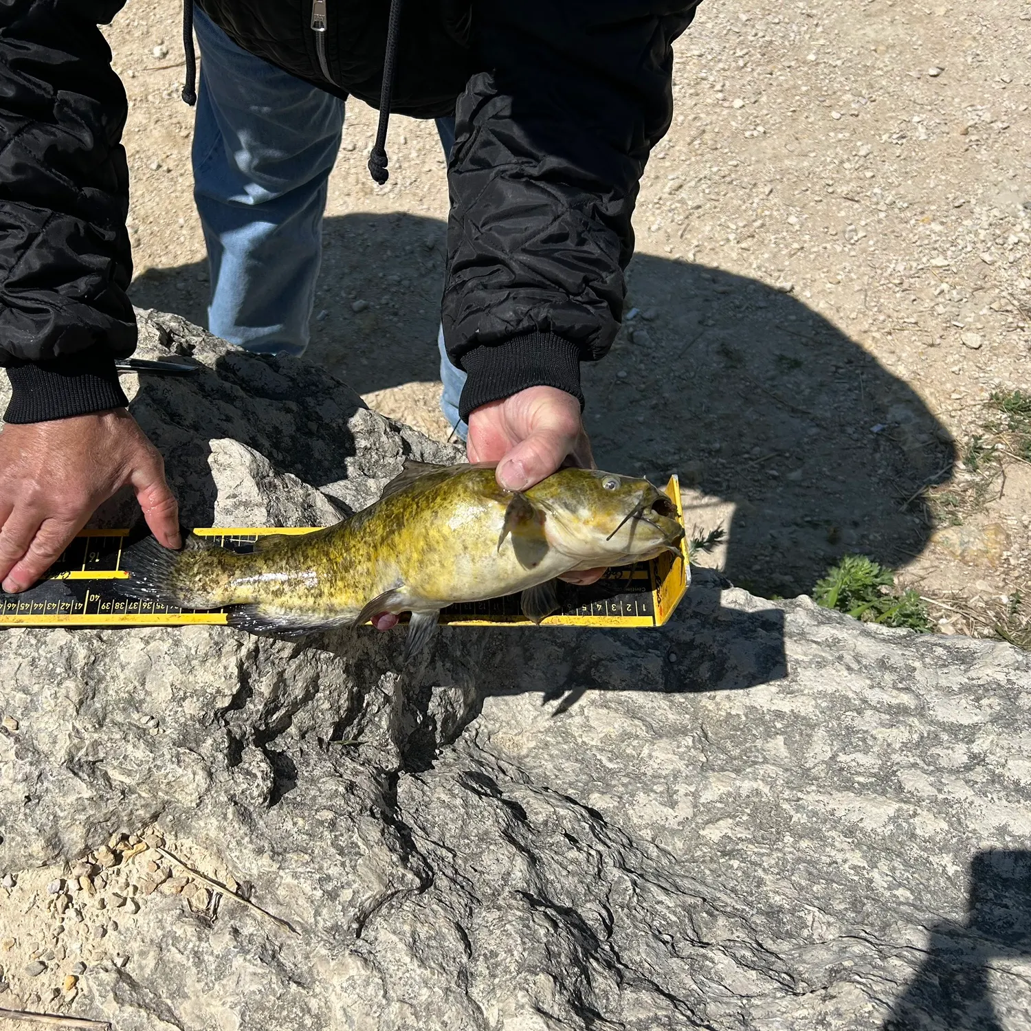 The most recent Brown bullhead catches on Fishbrain