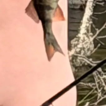 European perch caught on Fishbrain