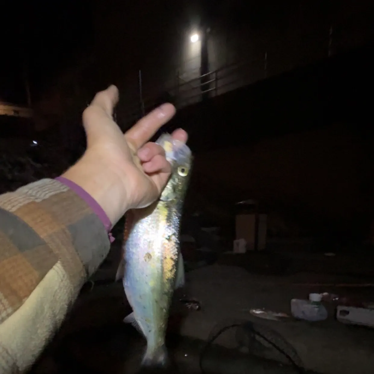 The most recent Skipjack herring catches on Fishbrain