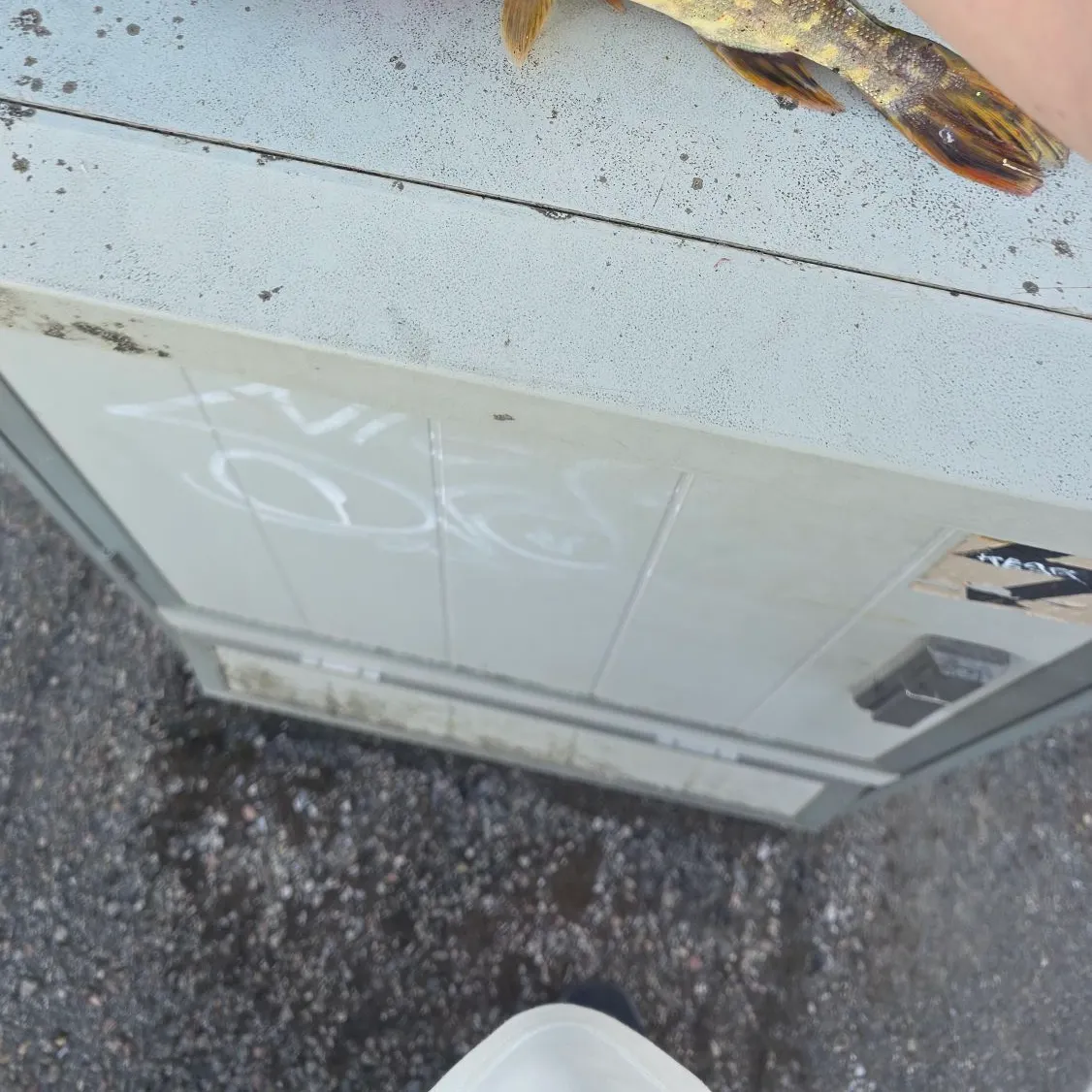 Northern pike caught on Fishbrain