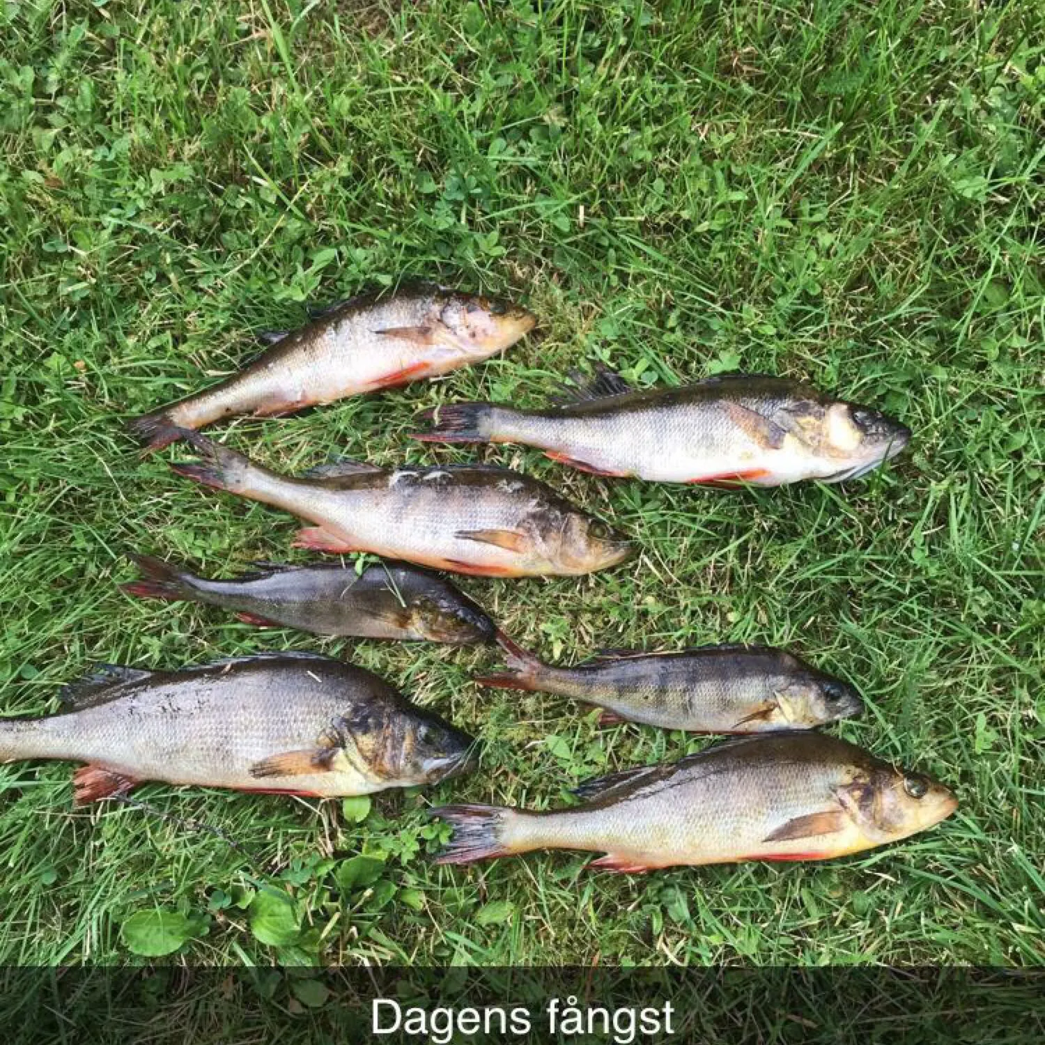 recently logged catches