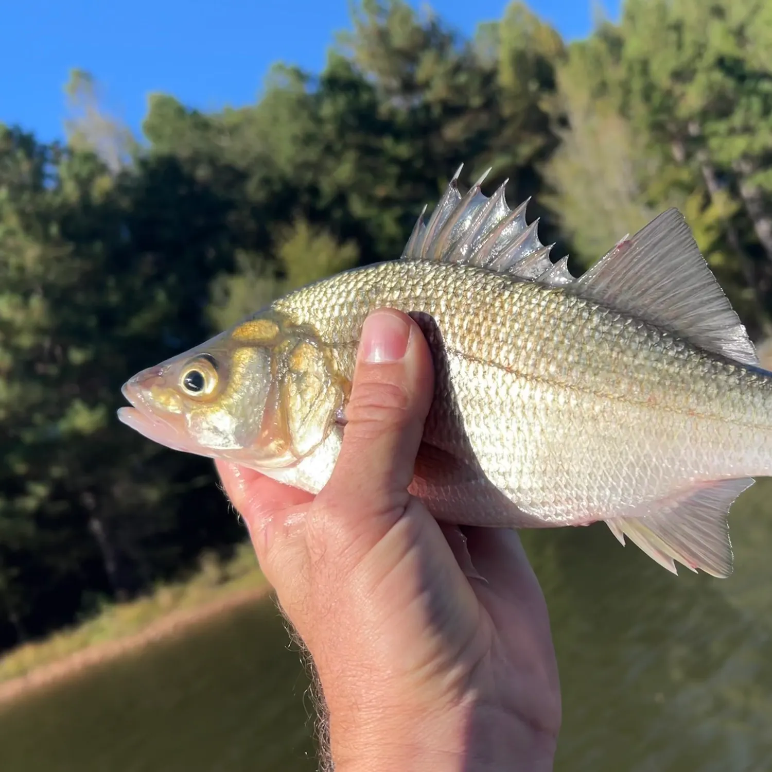 The most recent White perch catches on Fishbrain