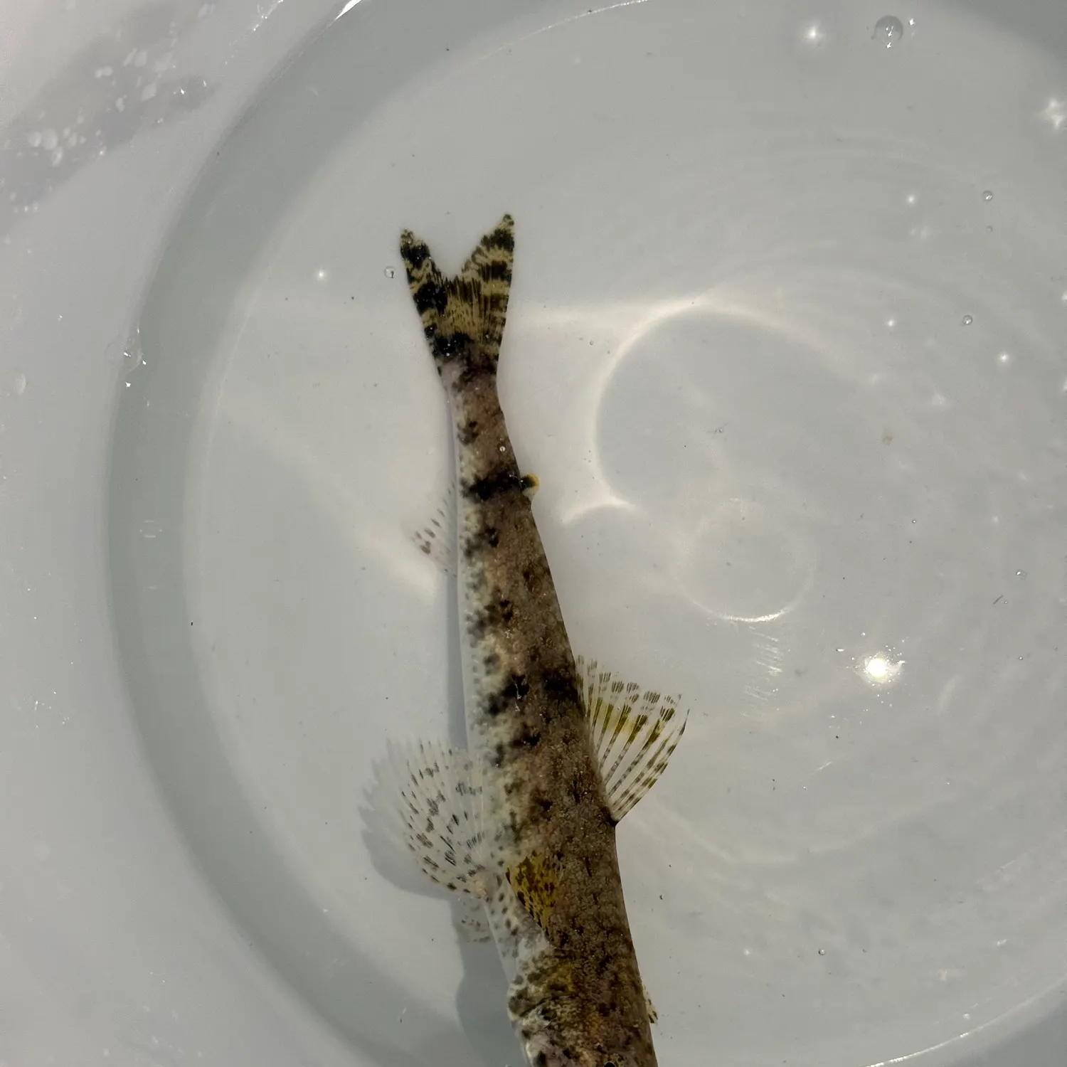 The most recent Atlantic lizardfish catches on Fishbrain