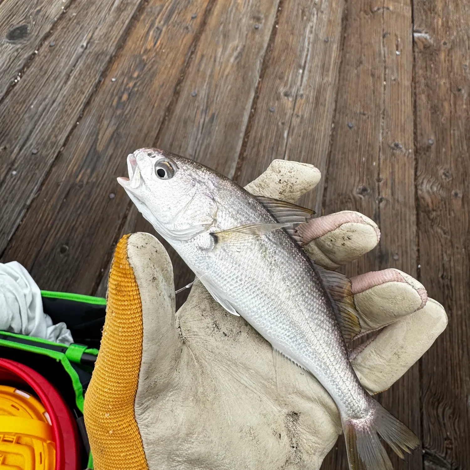 The most recent White croaker catches on Fishbrain