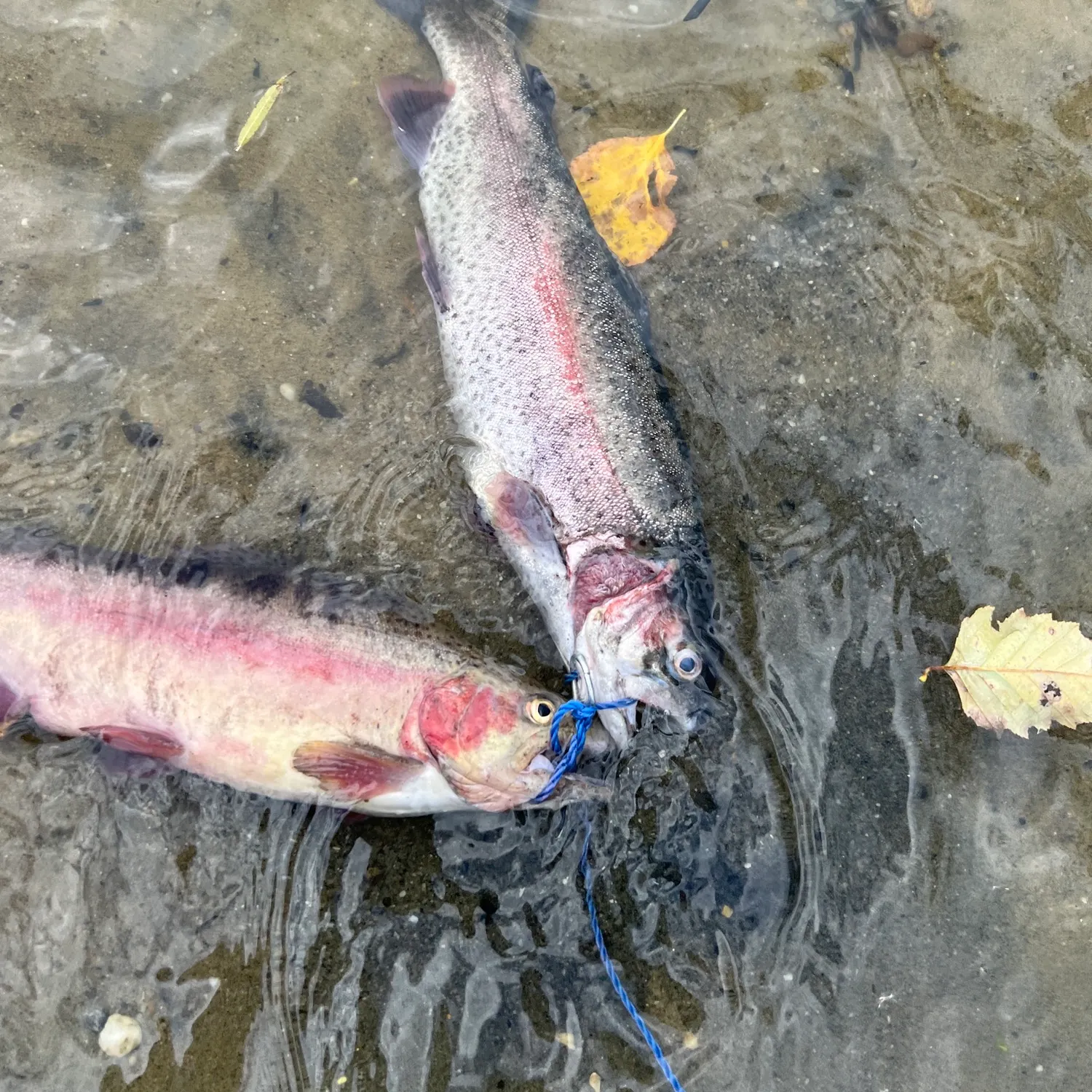 recently logged catches