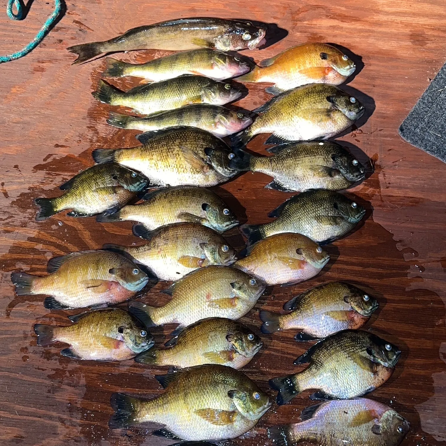 recently logged catches
