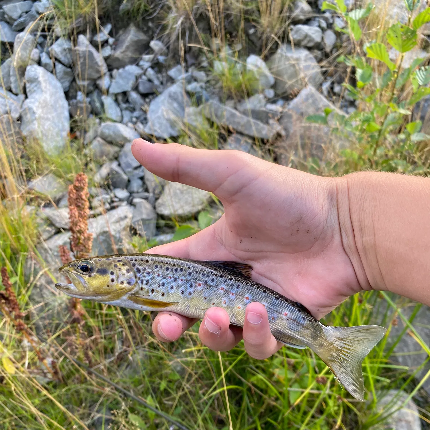 Brown trout caught on Fishbrain