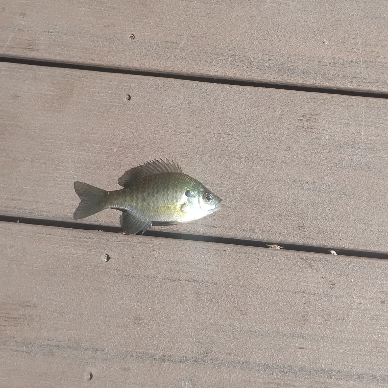 Pumpkinseed caught on Fishbrain