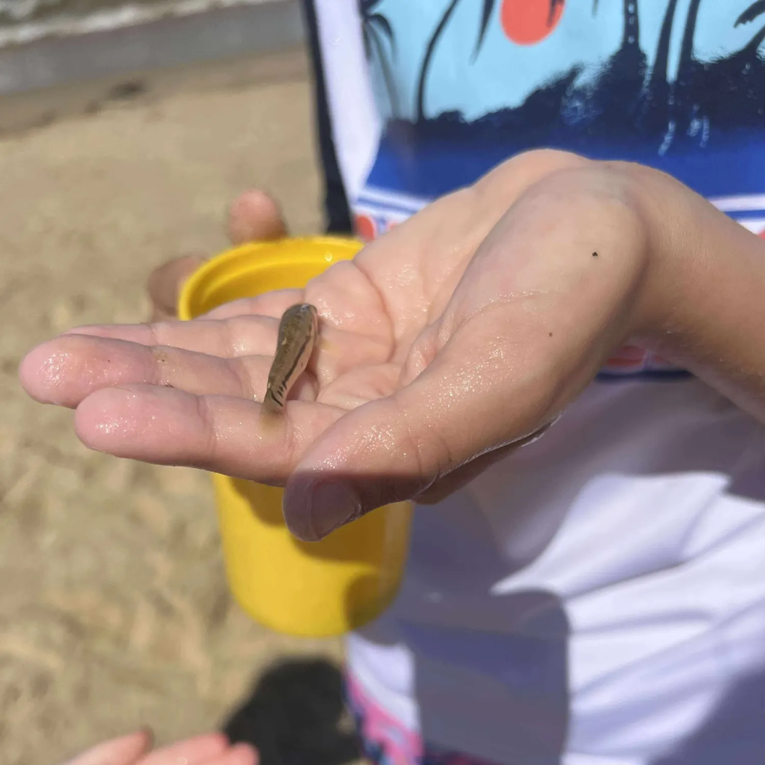 The most recent Brassy minnow catches on Fishbrain