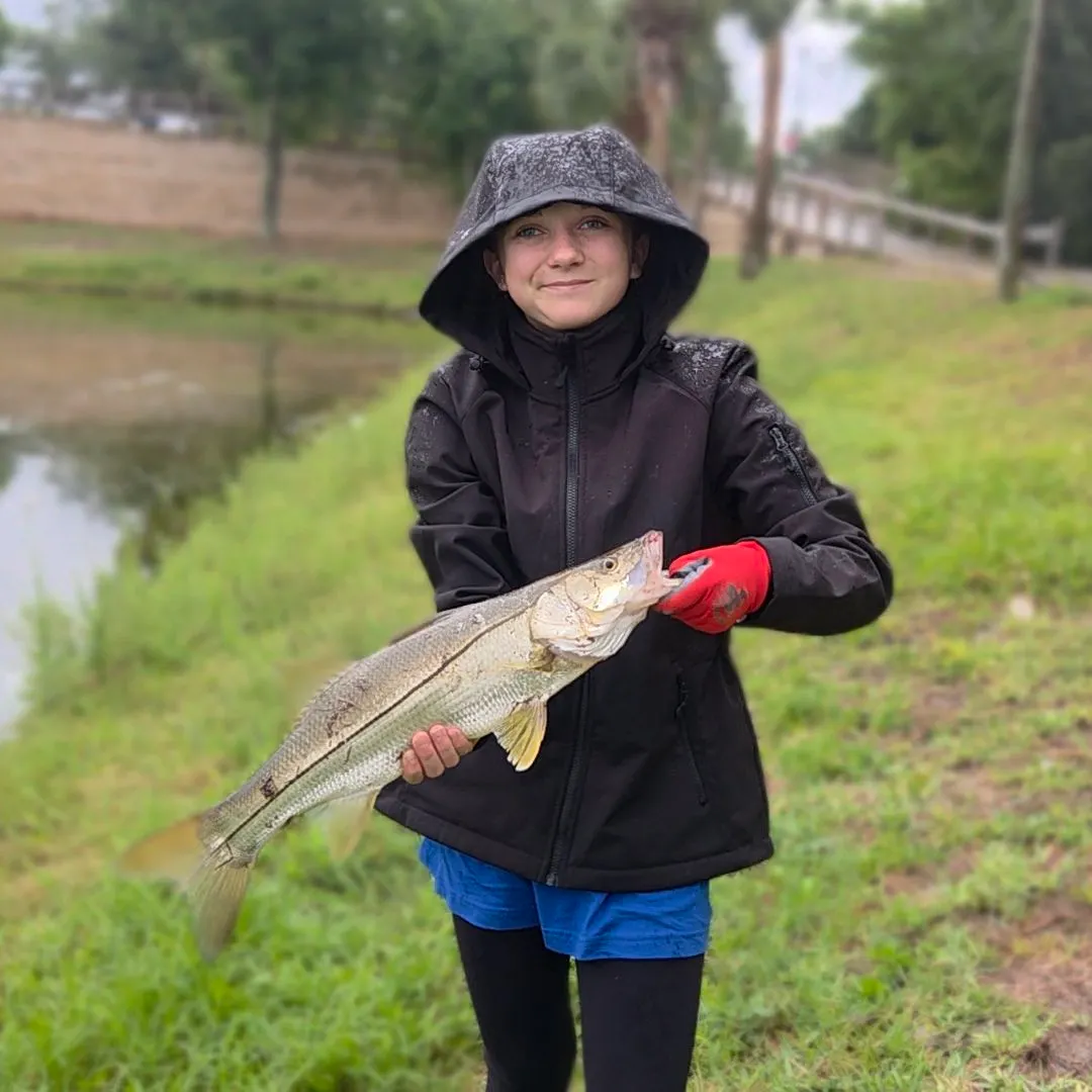 The most recent Fat snook catches on Fishbrain