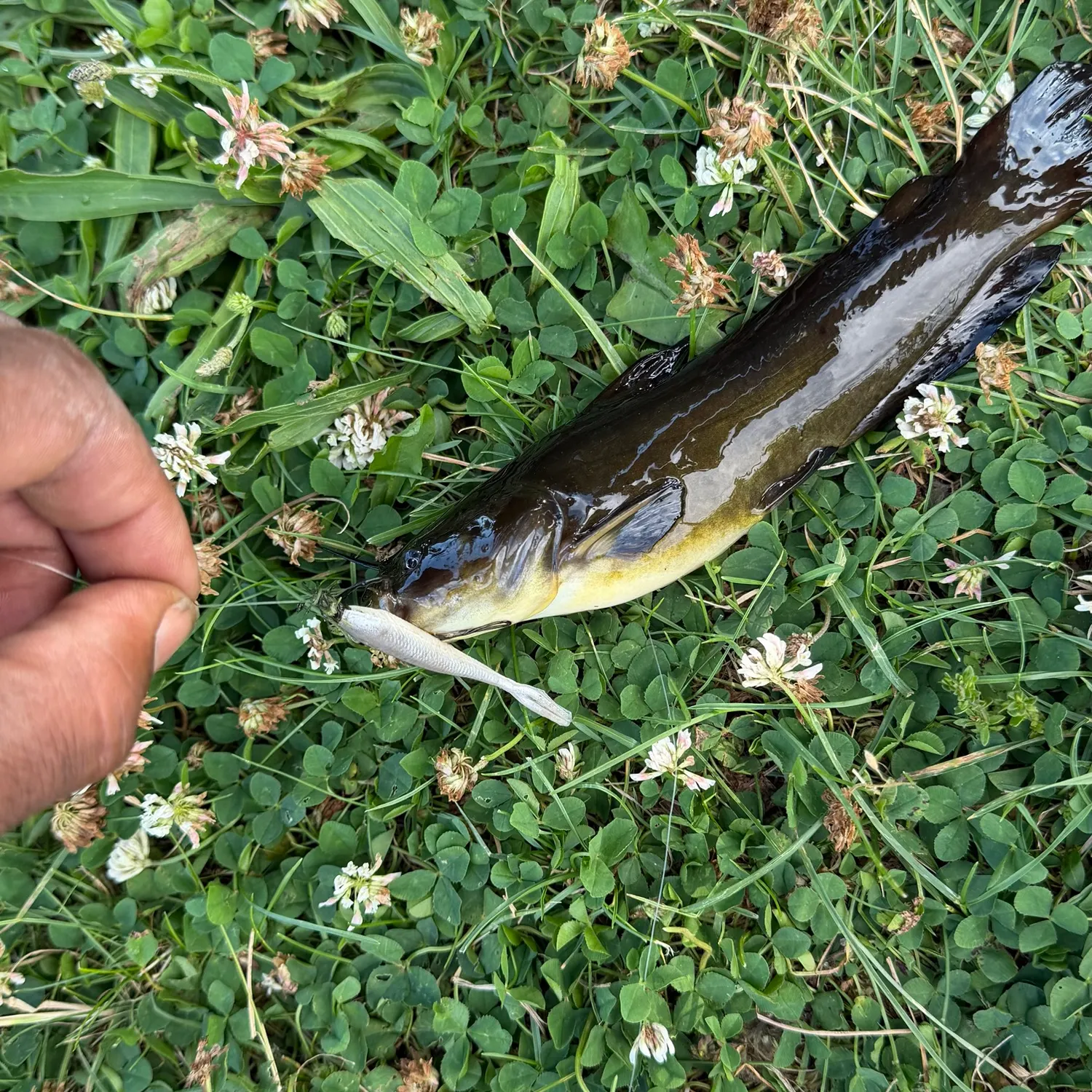 Fish caught on Fishbrain