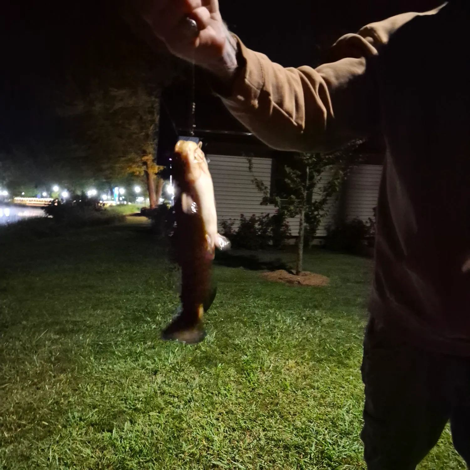 Yellow bullhead caught on Fishbrain