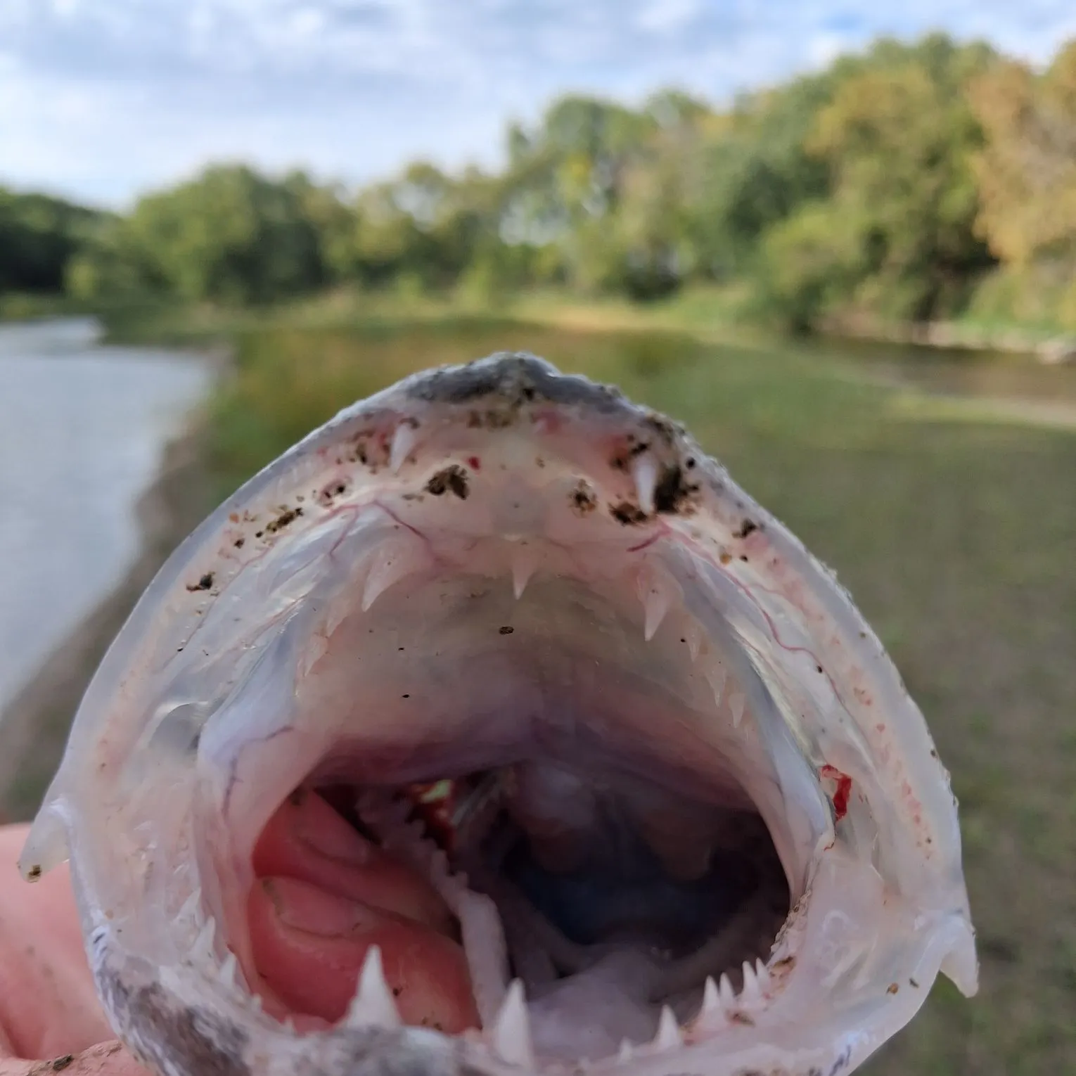Walleye caught on Fishbrain