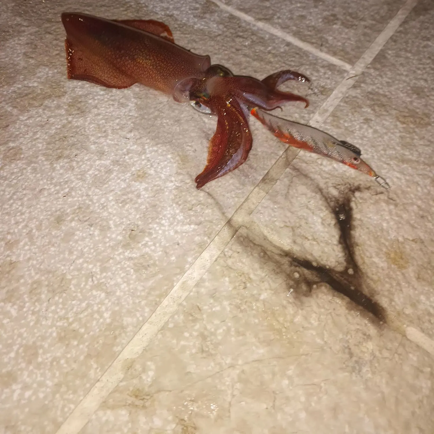 The most recent European flying squid catches on Fishbrain