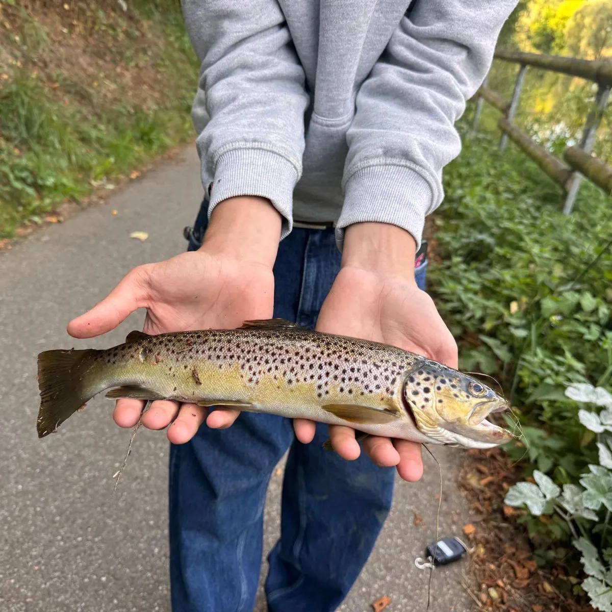 Brown trout caught on Fishbrain