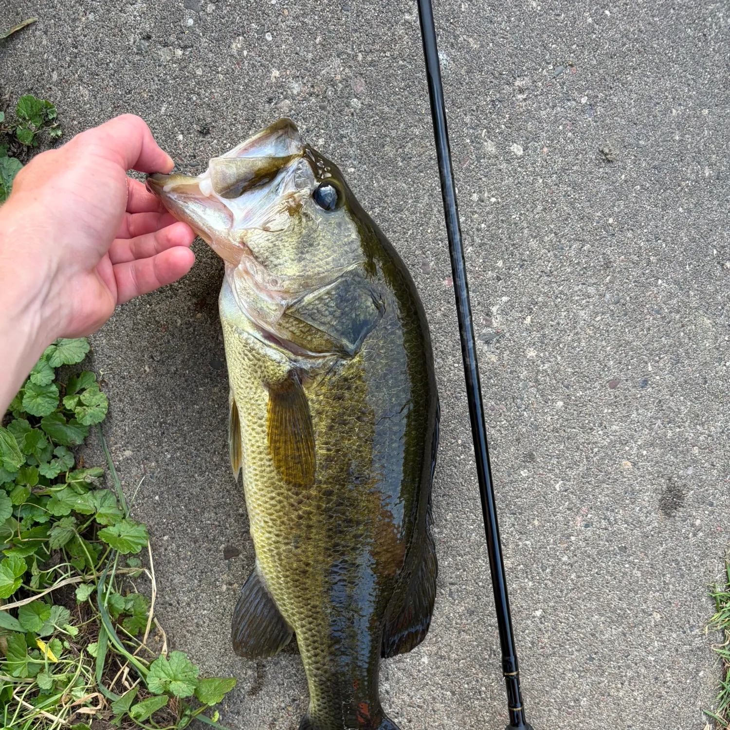 Largemouth bass caught on Fishbrain