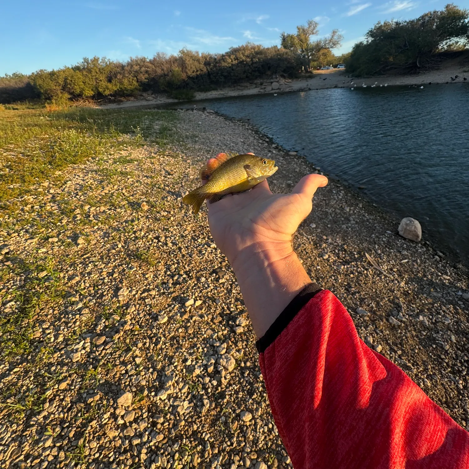 Green sunfish caught on Fishbrain