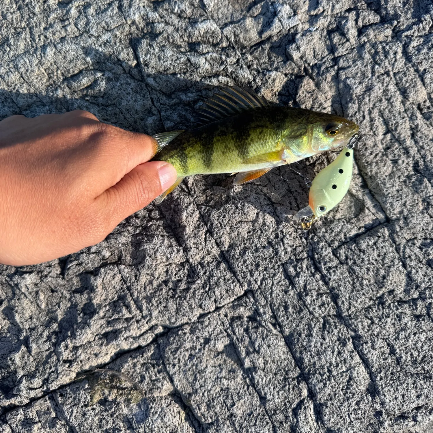 Yellow perch caught on Fishbrain
