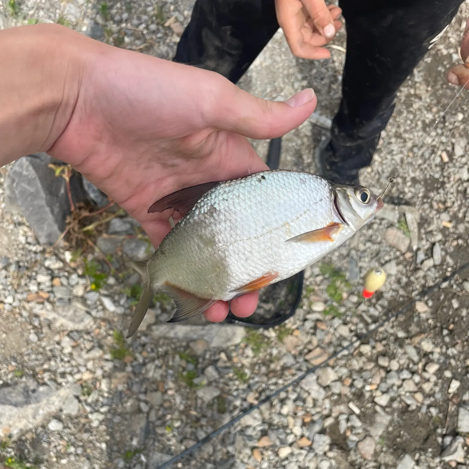 The most recent Zope catches on Fishbrain