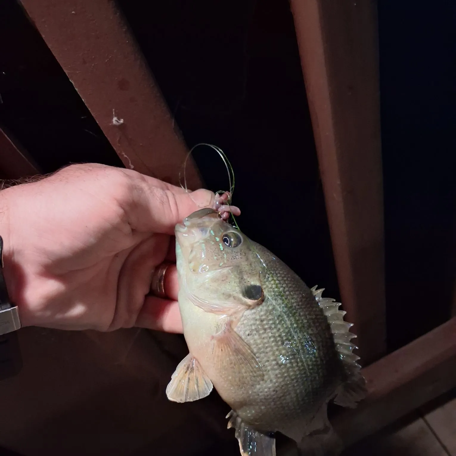 Bluegill caught on Fishbrain