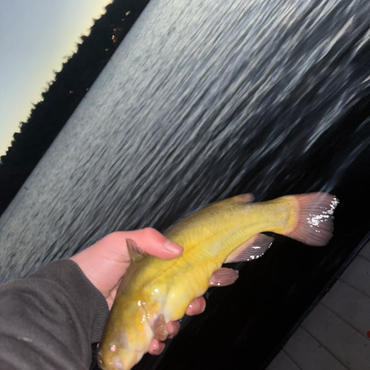 Yellow bullhead caught on Fishbrain