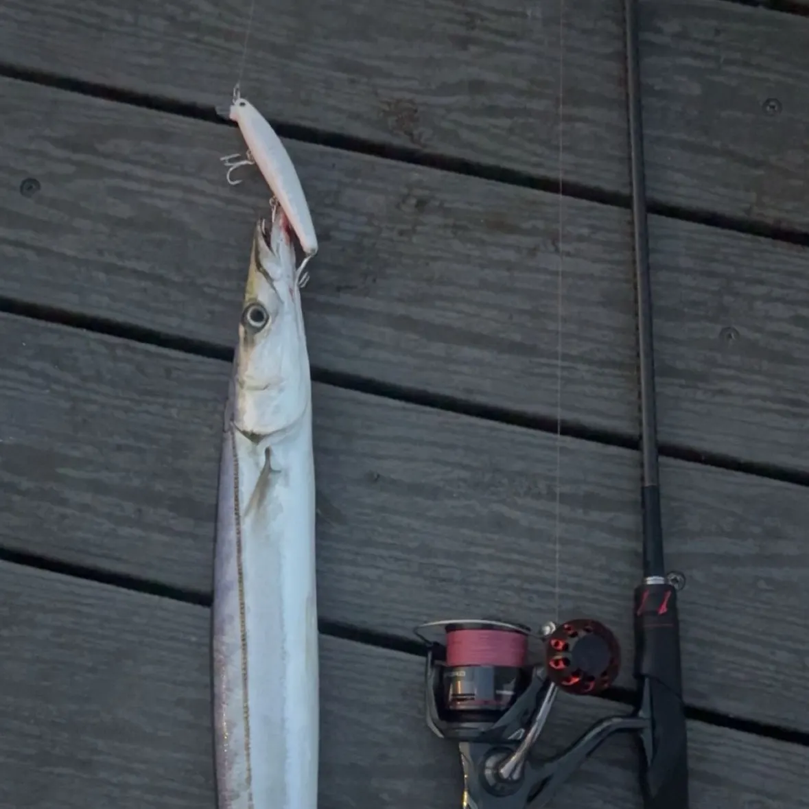 The most recent Pacific barracuda catches on Fishbrain