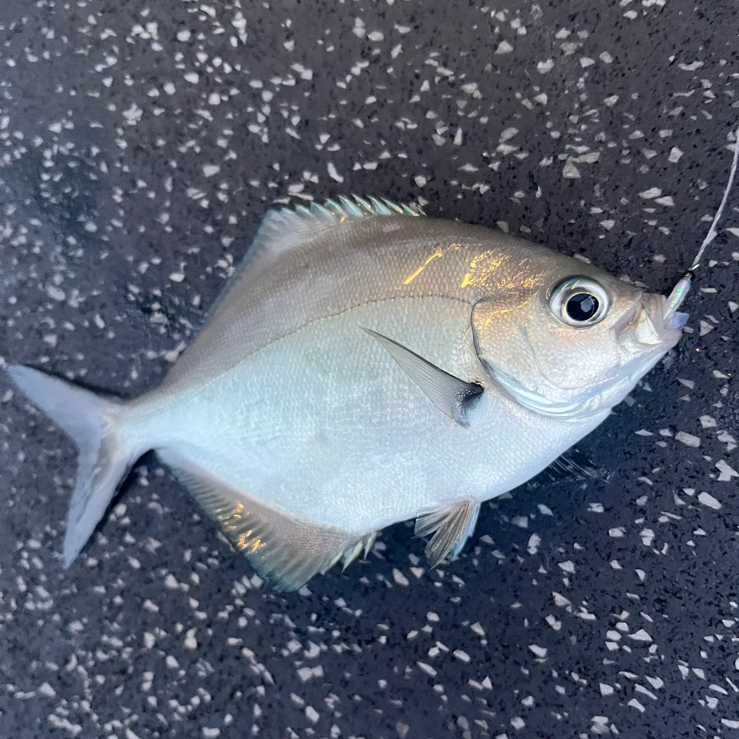 The most recent Silver sweep catches on Fishbrain