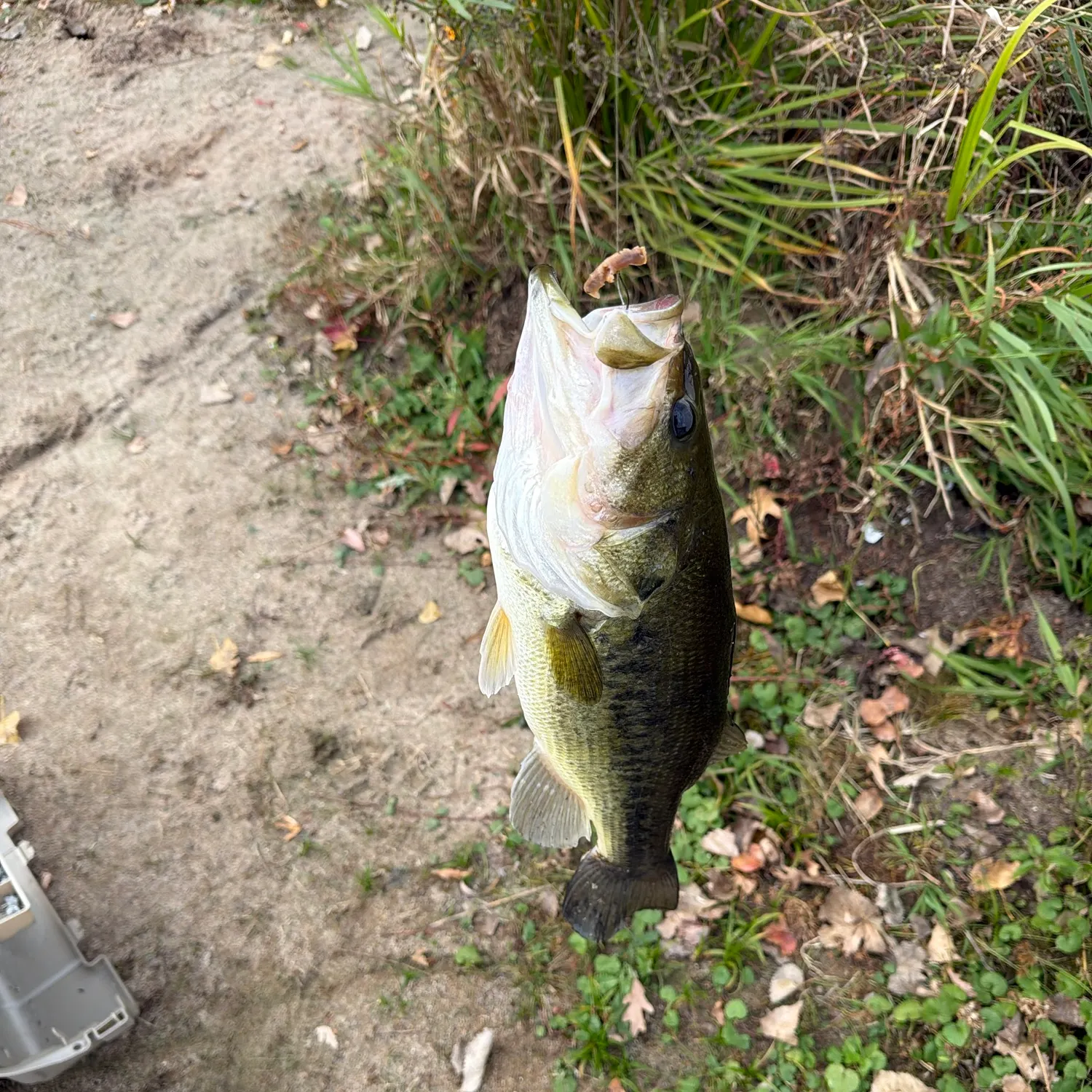 Fish caught on Fishbrain