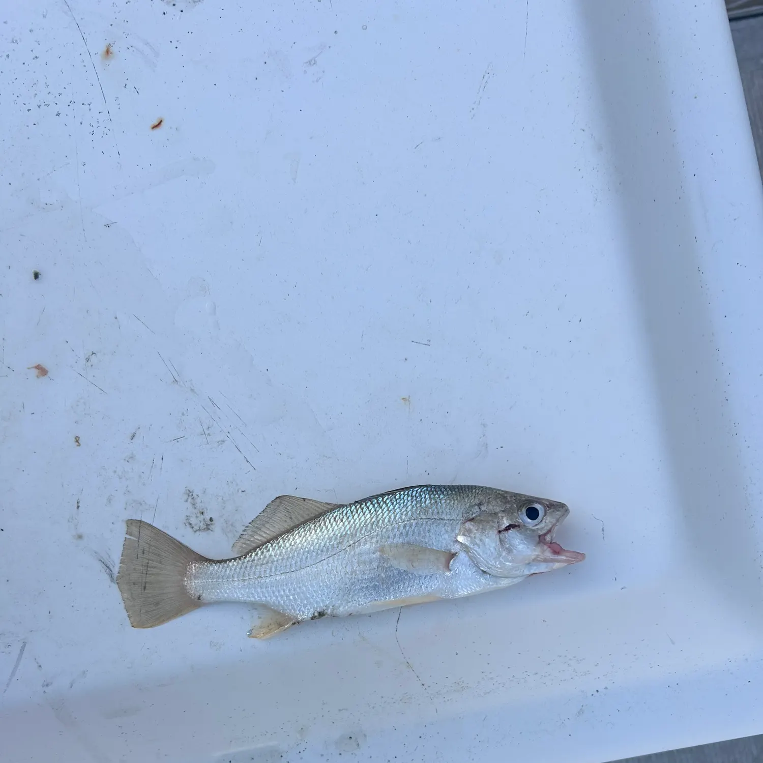 The most recent Atlantic croaker catches on Fishbrain