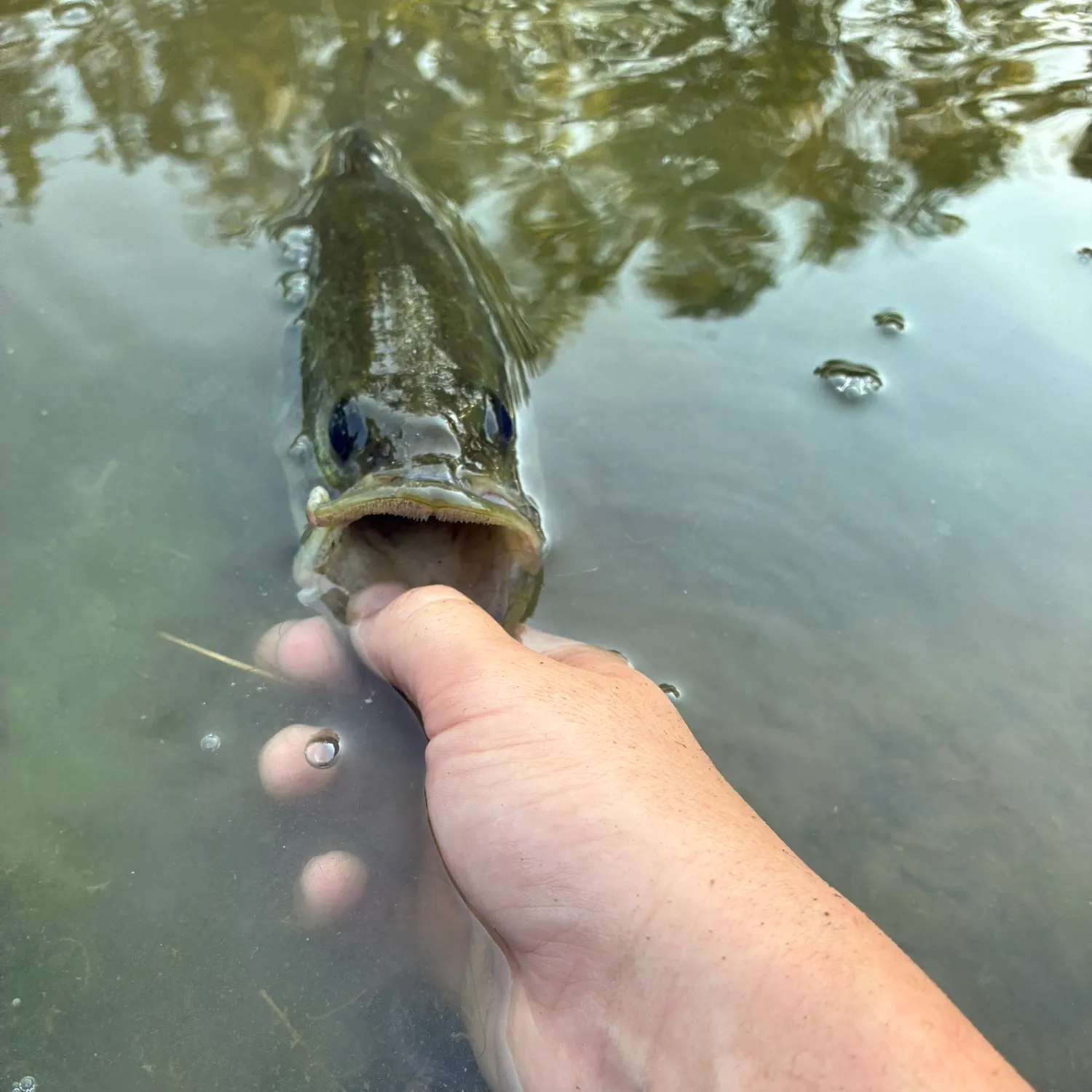 Fish caught on Fishbrain