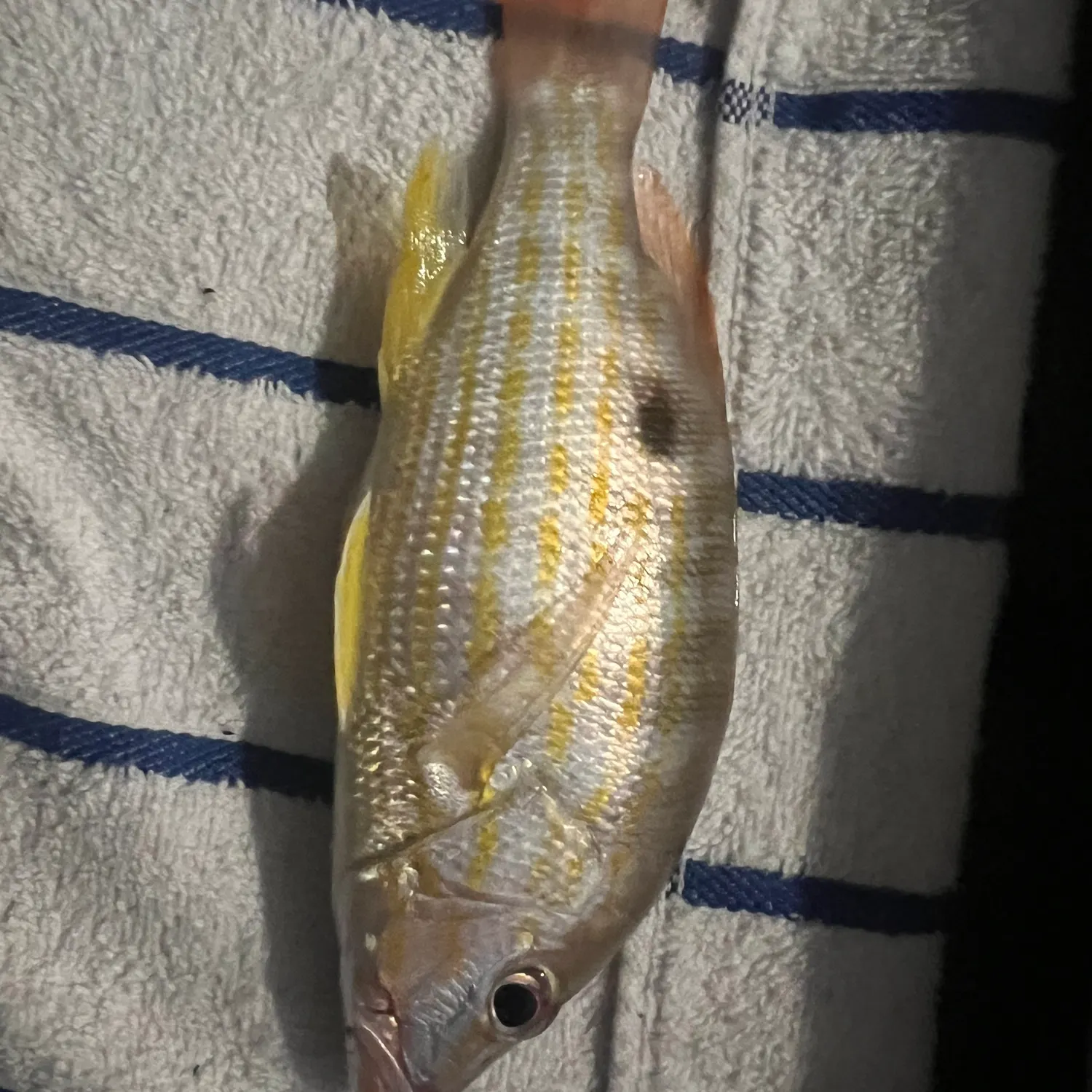 The most recent Lane snapper catches on Fishbrain