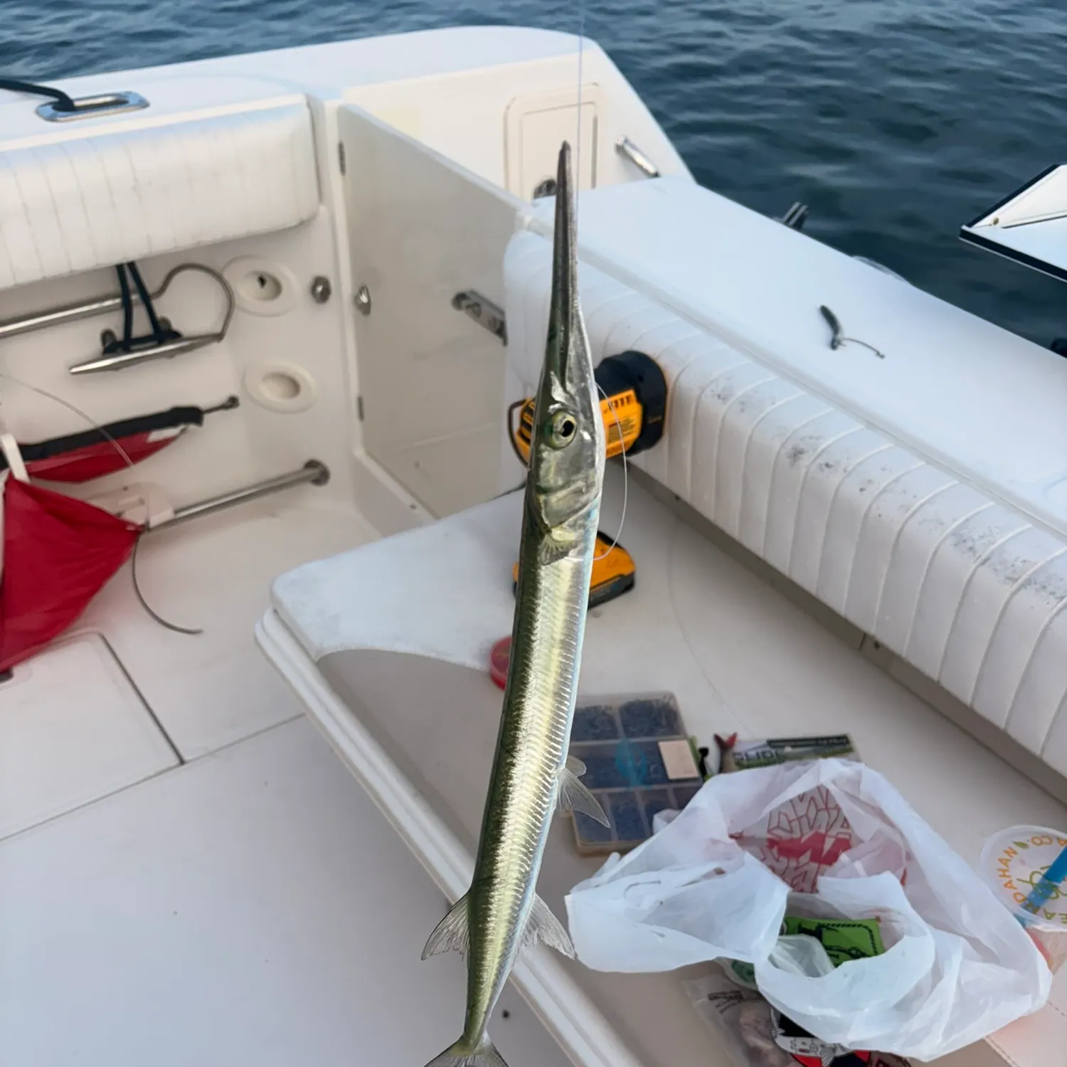 The most recent Flat needlefish catches on Fishbrain