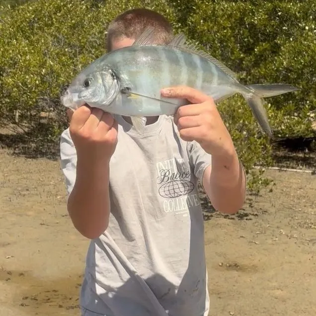 White trevally caught on Fishbrain