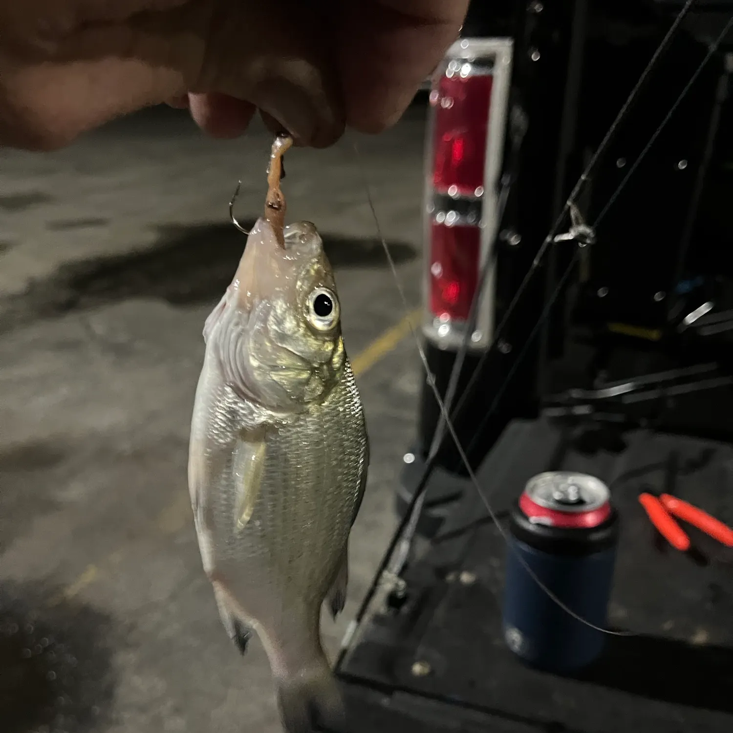 White perch caught on Fishbrain