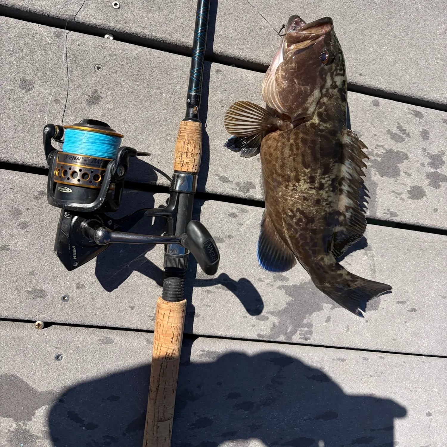 Gag grouper caught on Fishbrain