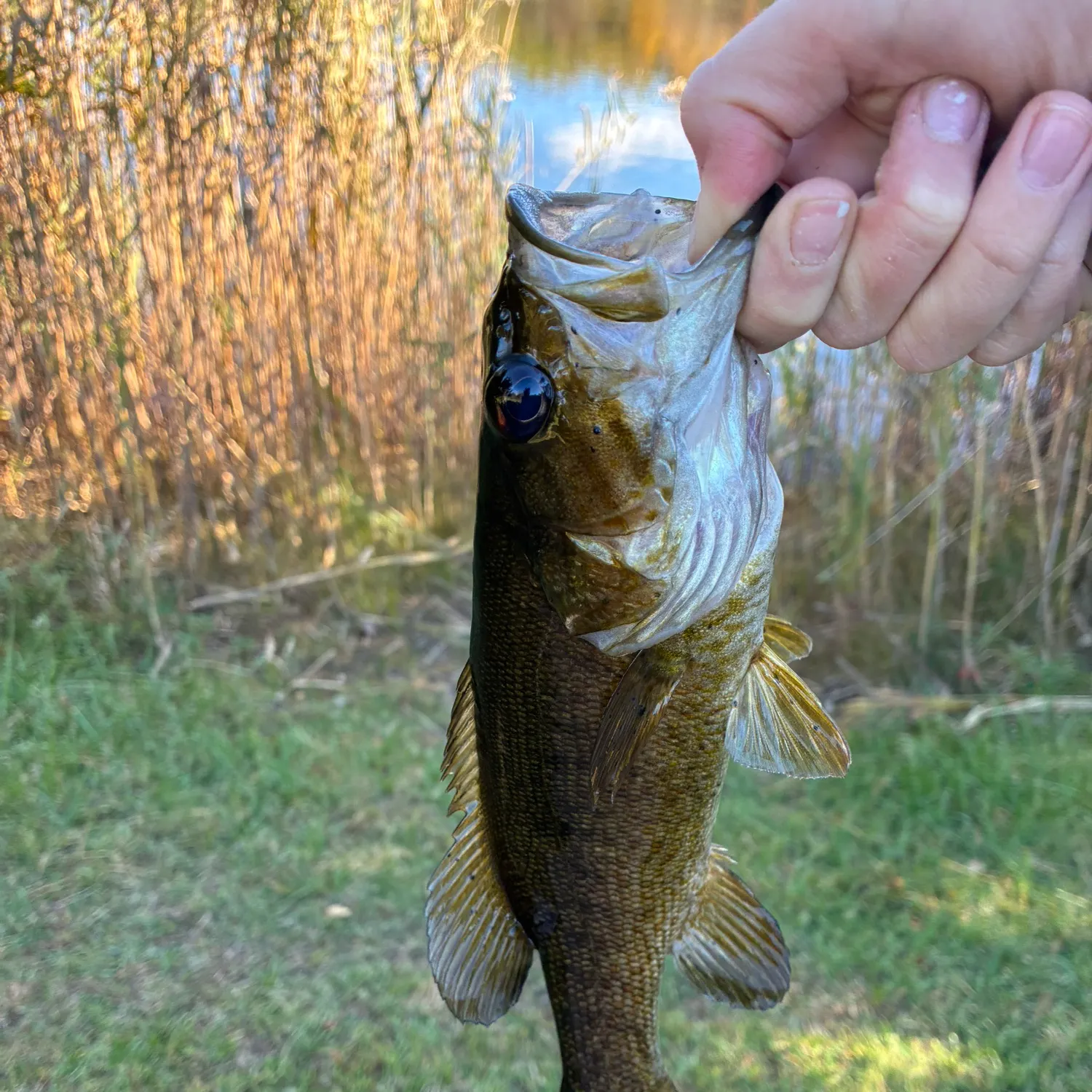 Smallmouth bass caught on Fishbrain