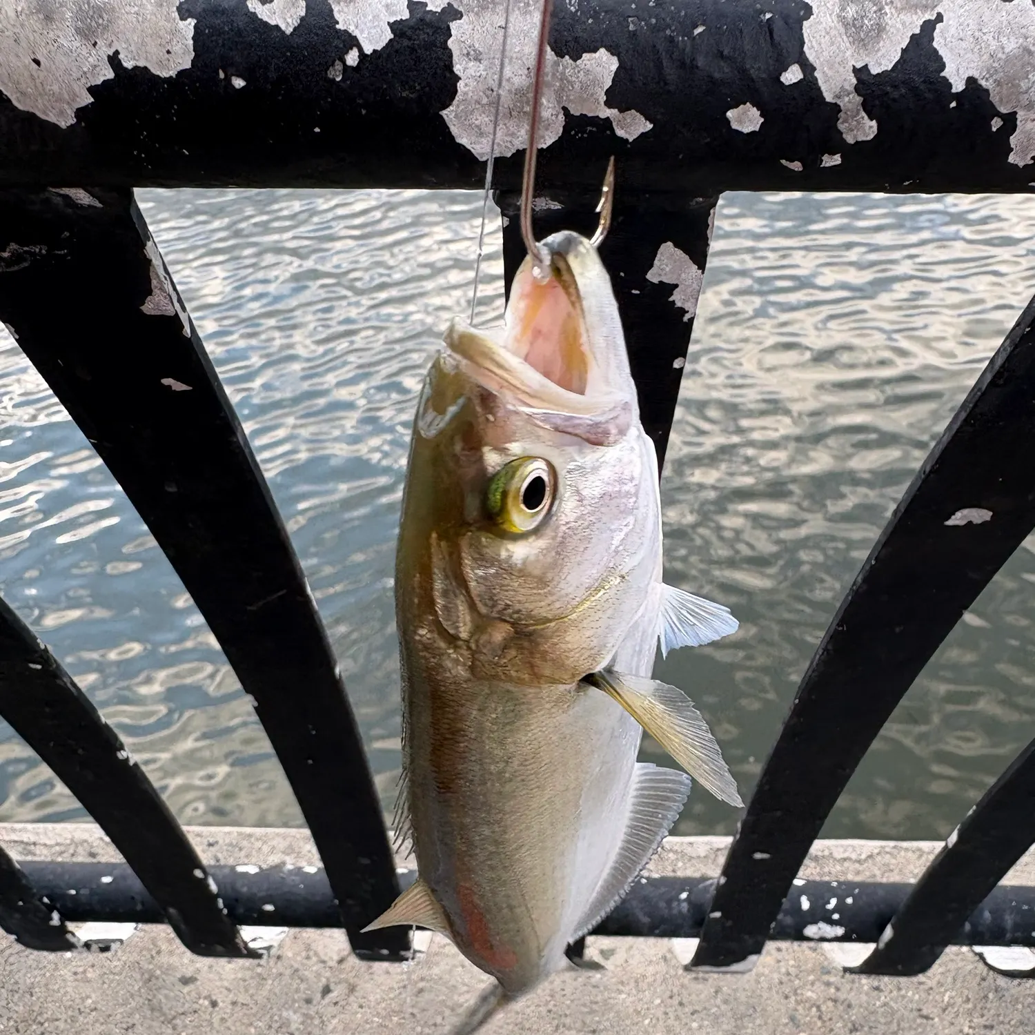 Bluefish caught on Fishbrain