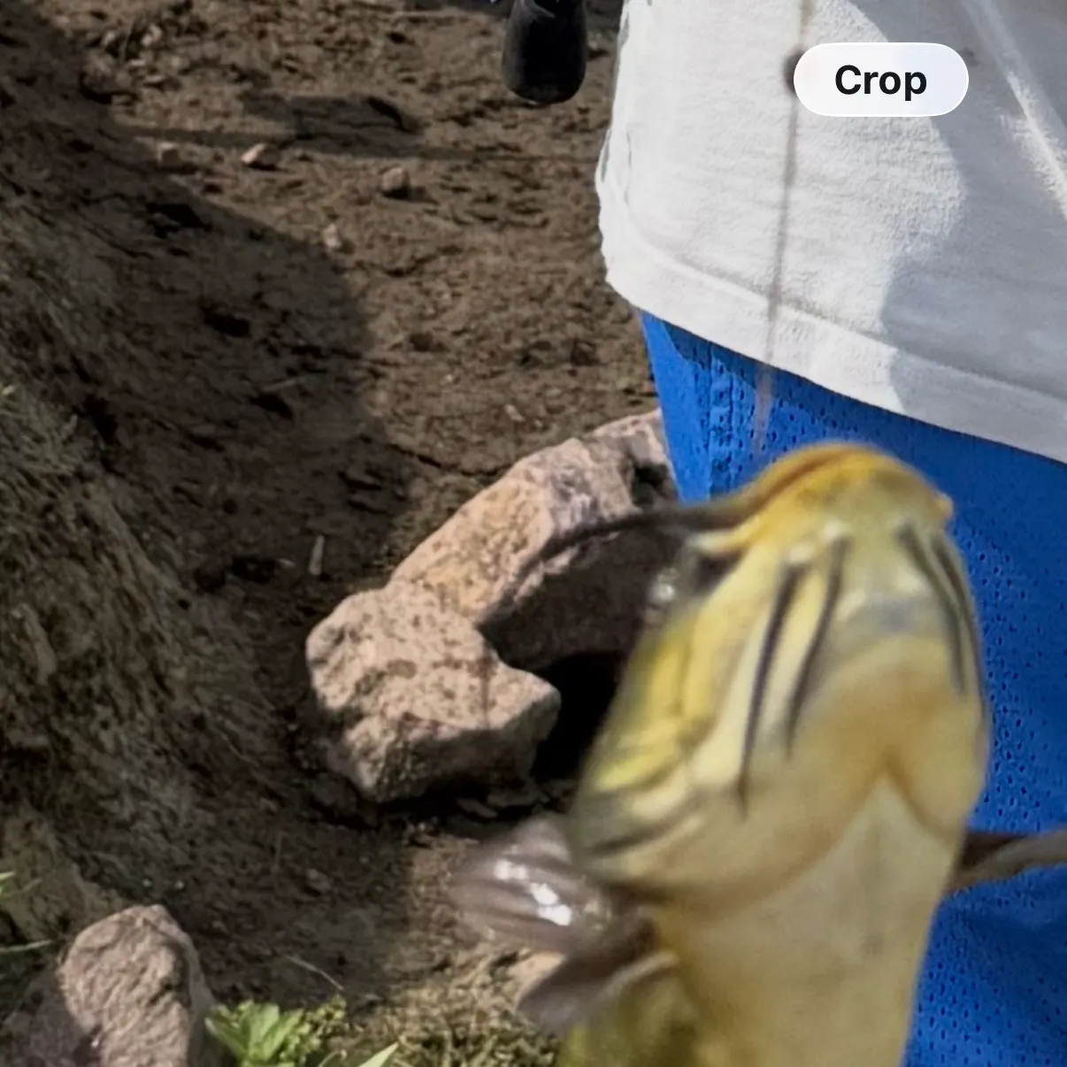 Black bullhead caught on Fishbrain