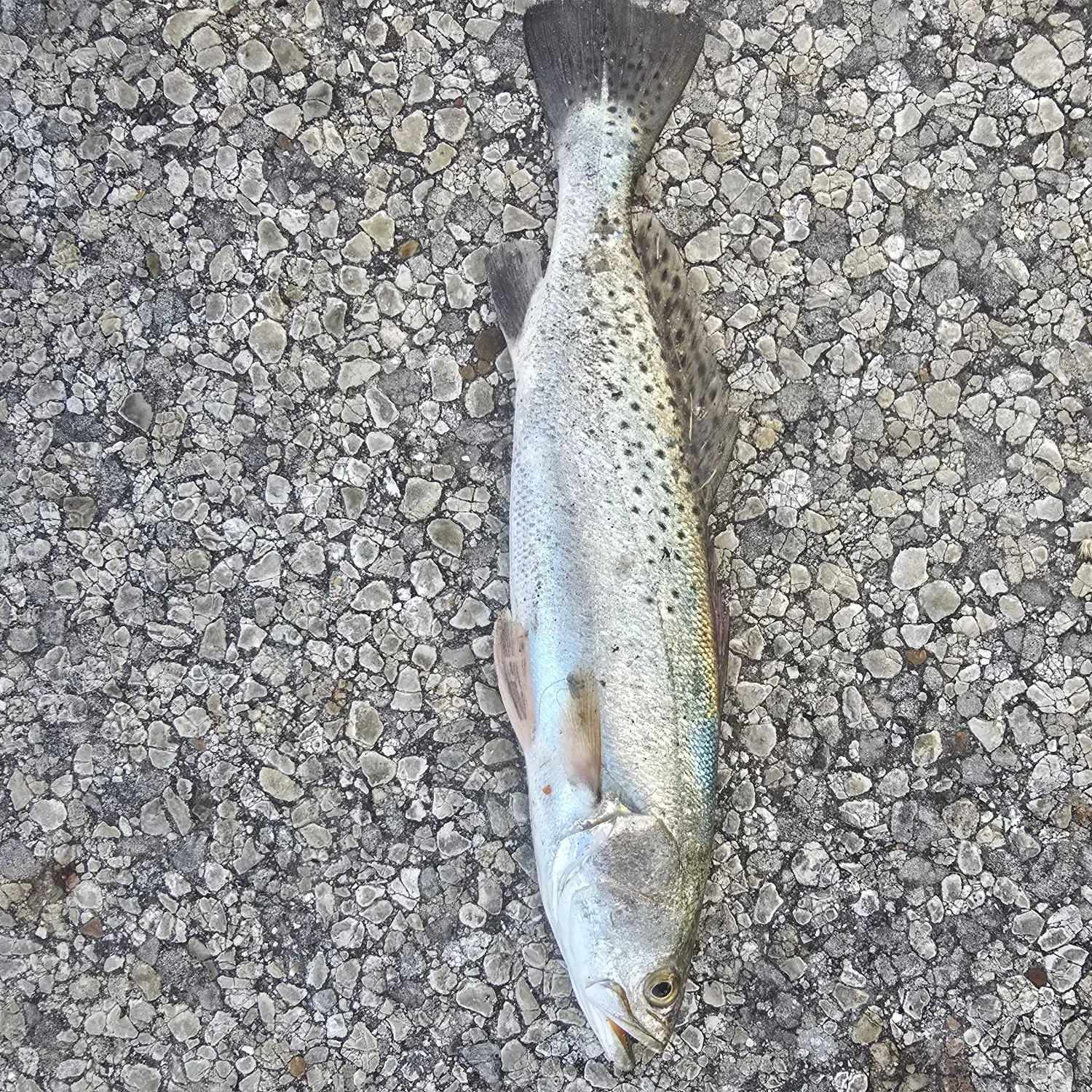 Spotted seatrout caught on Fishbrain