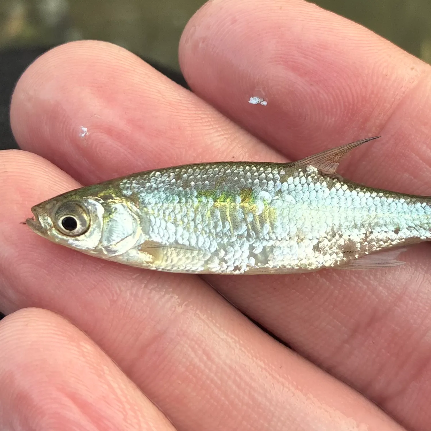The most recent Golden shiner catches on Fishbrain