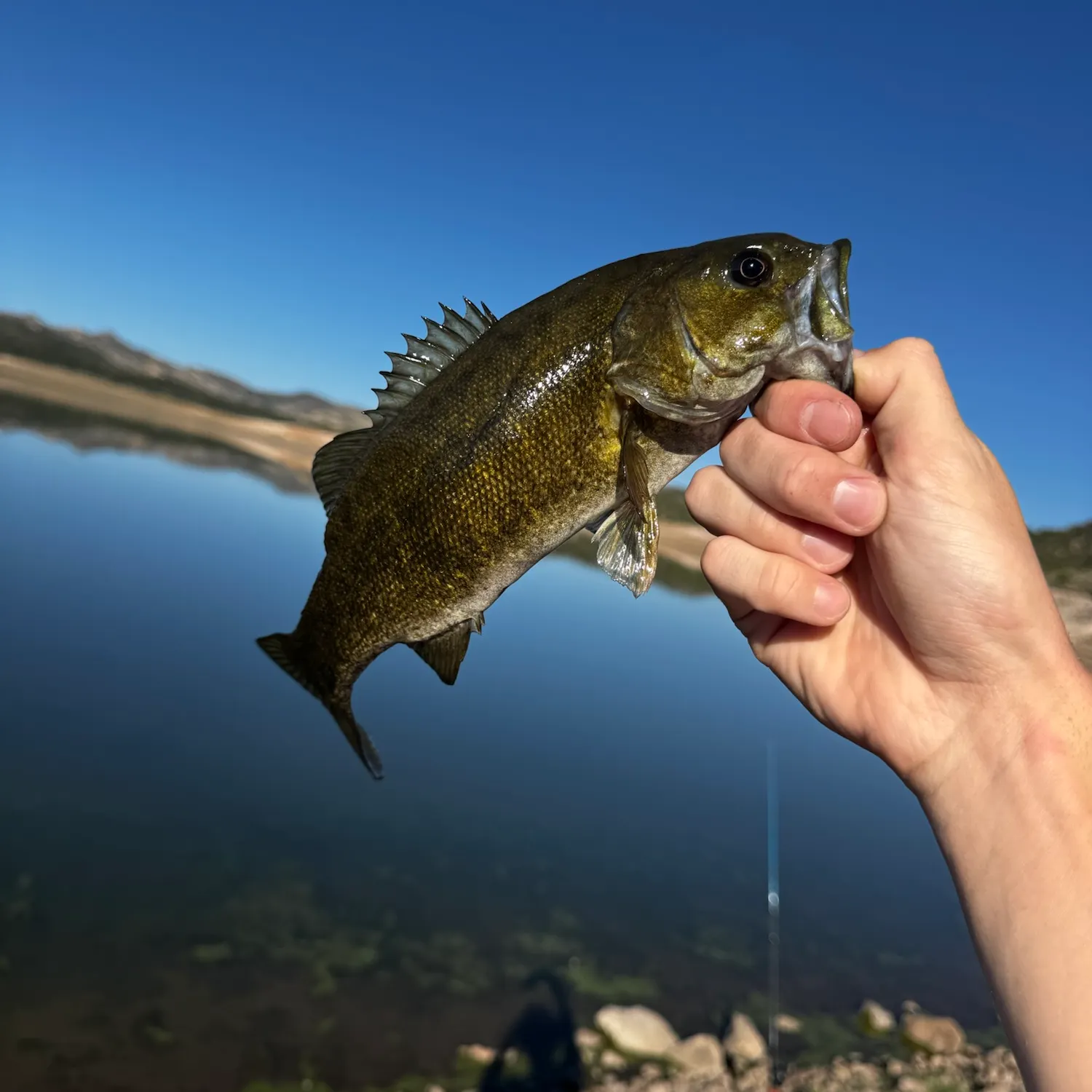 Smallmouth bass caught on Fishbrain