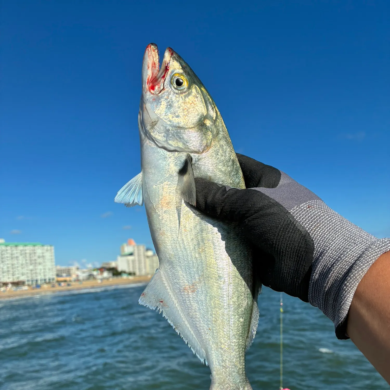 Bluefish caught on Fishbrain