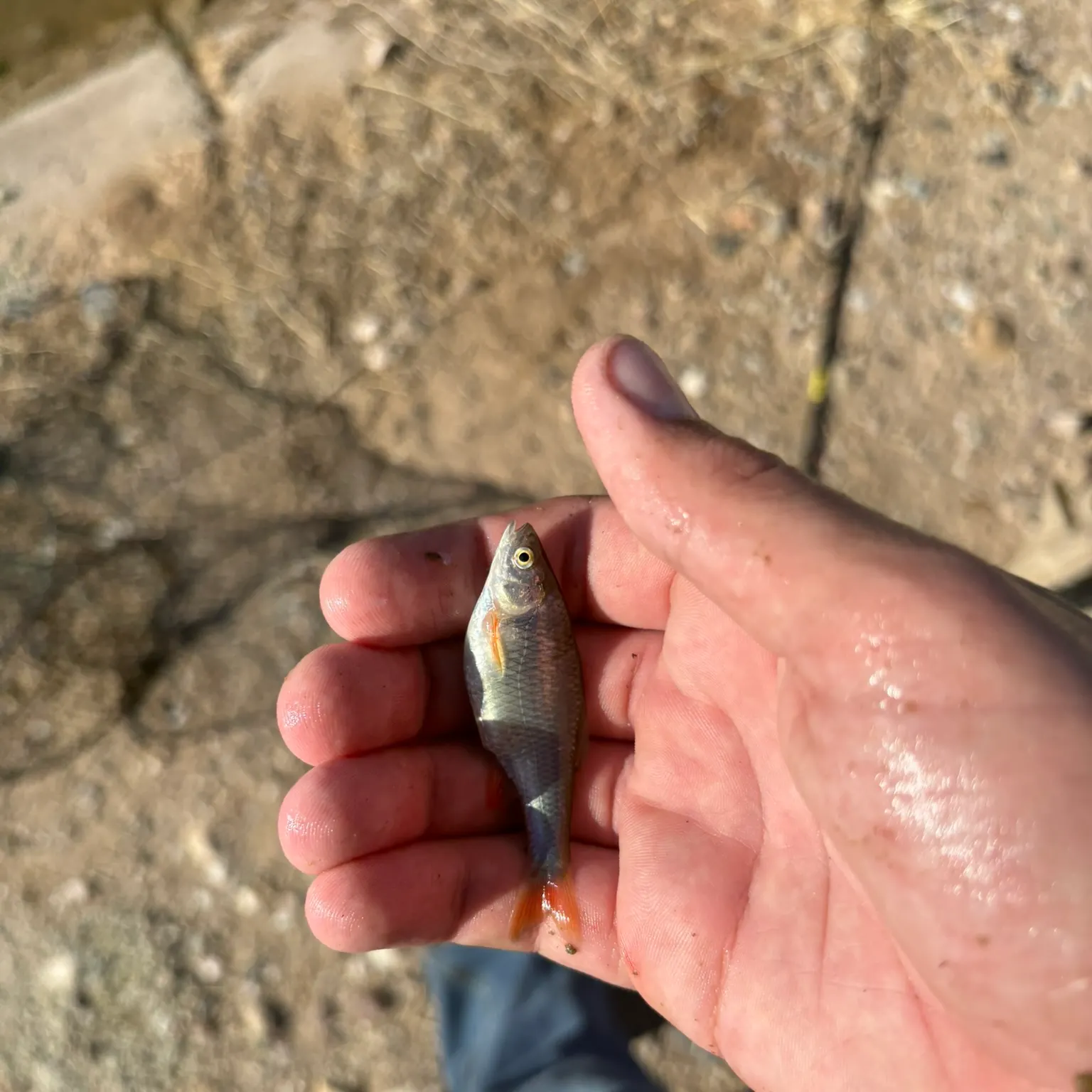 The most recent Red shiner catches on Fishbrain