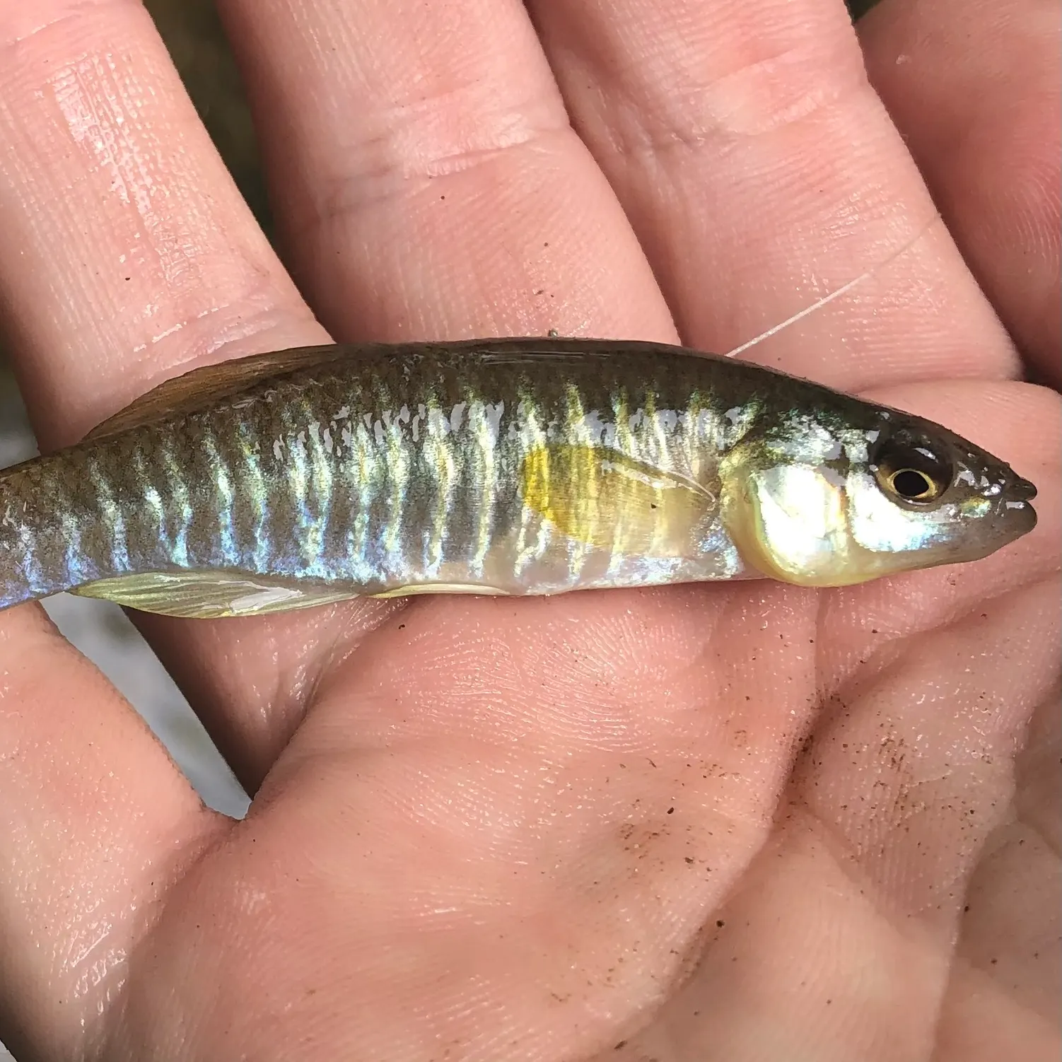 The most recent Banded killifish catches on Fishbrain