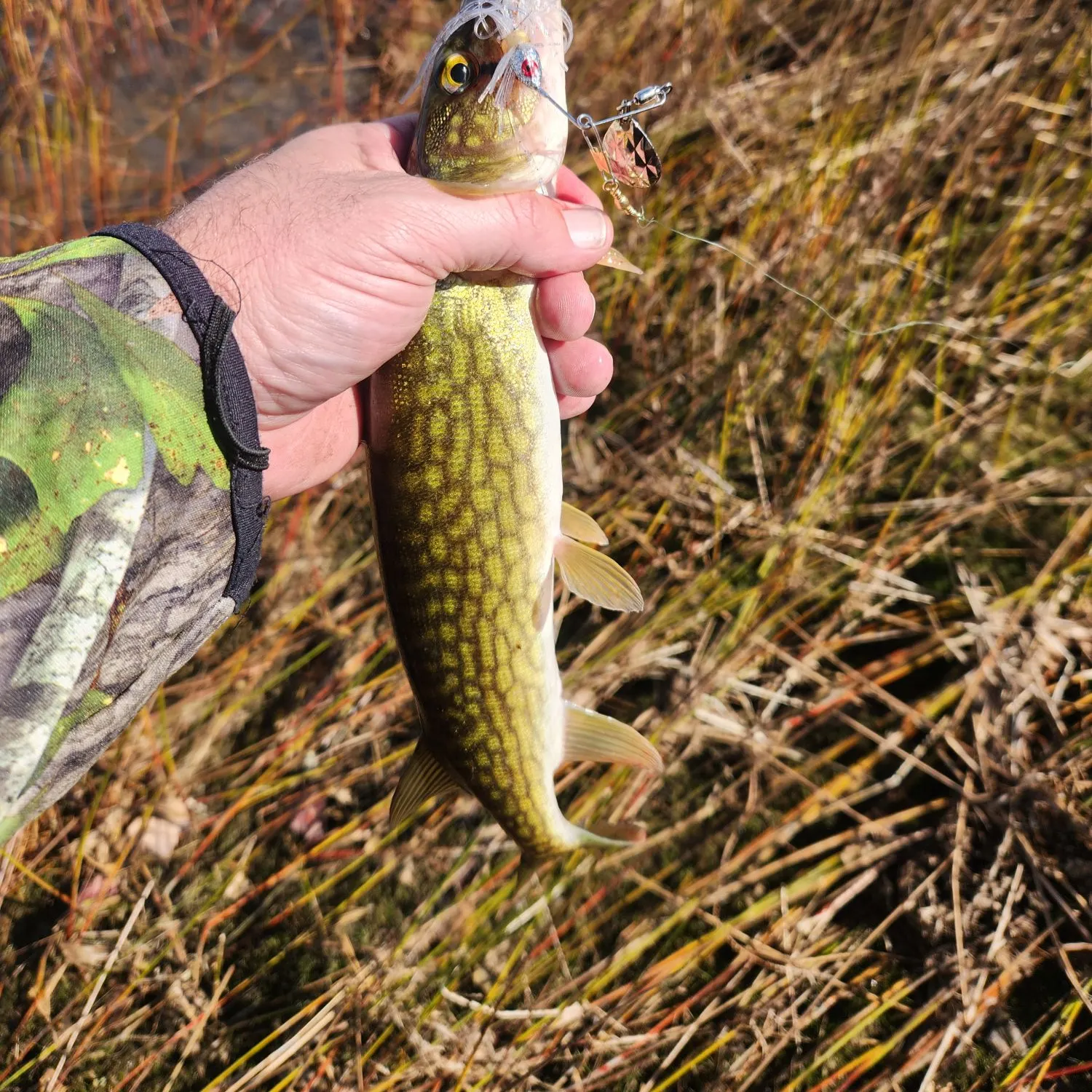Chain pickerel caught on Fishbrain