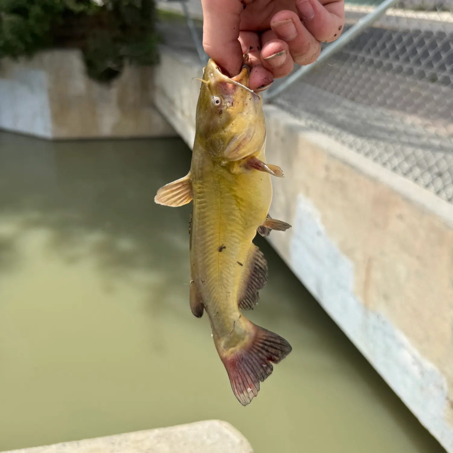 Black bullhead caught on Fishbrain
