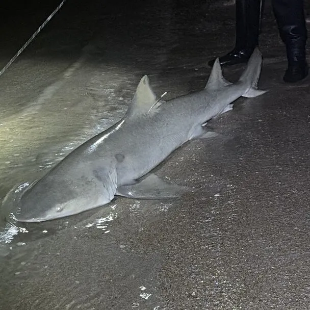 Lemon shark caught on Fishbrain