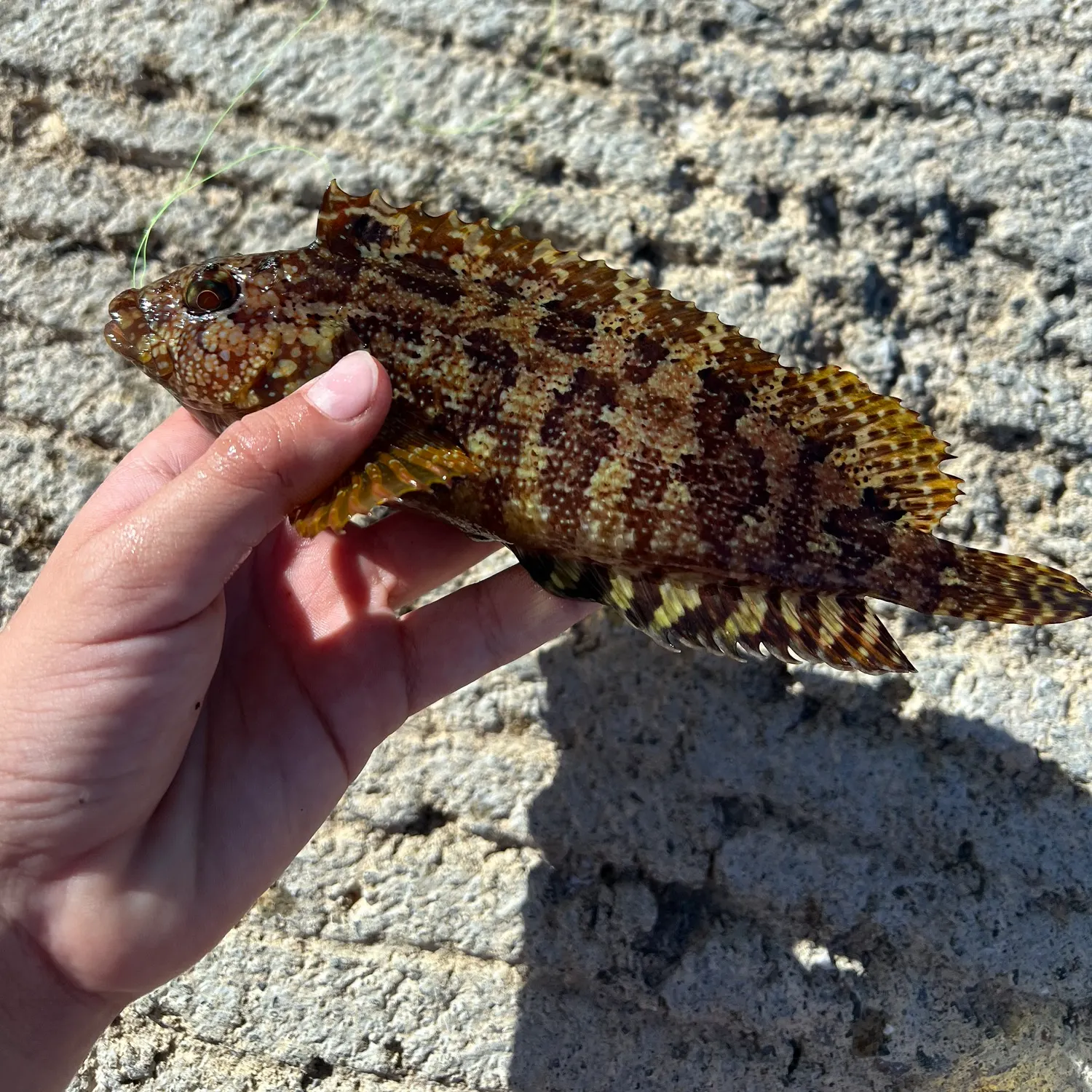 The most recent Largemouth blenny catches on Fishbrain