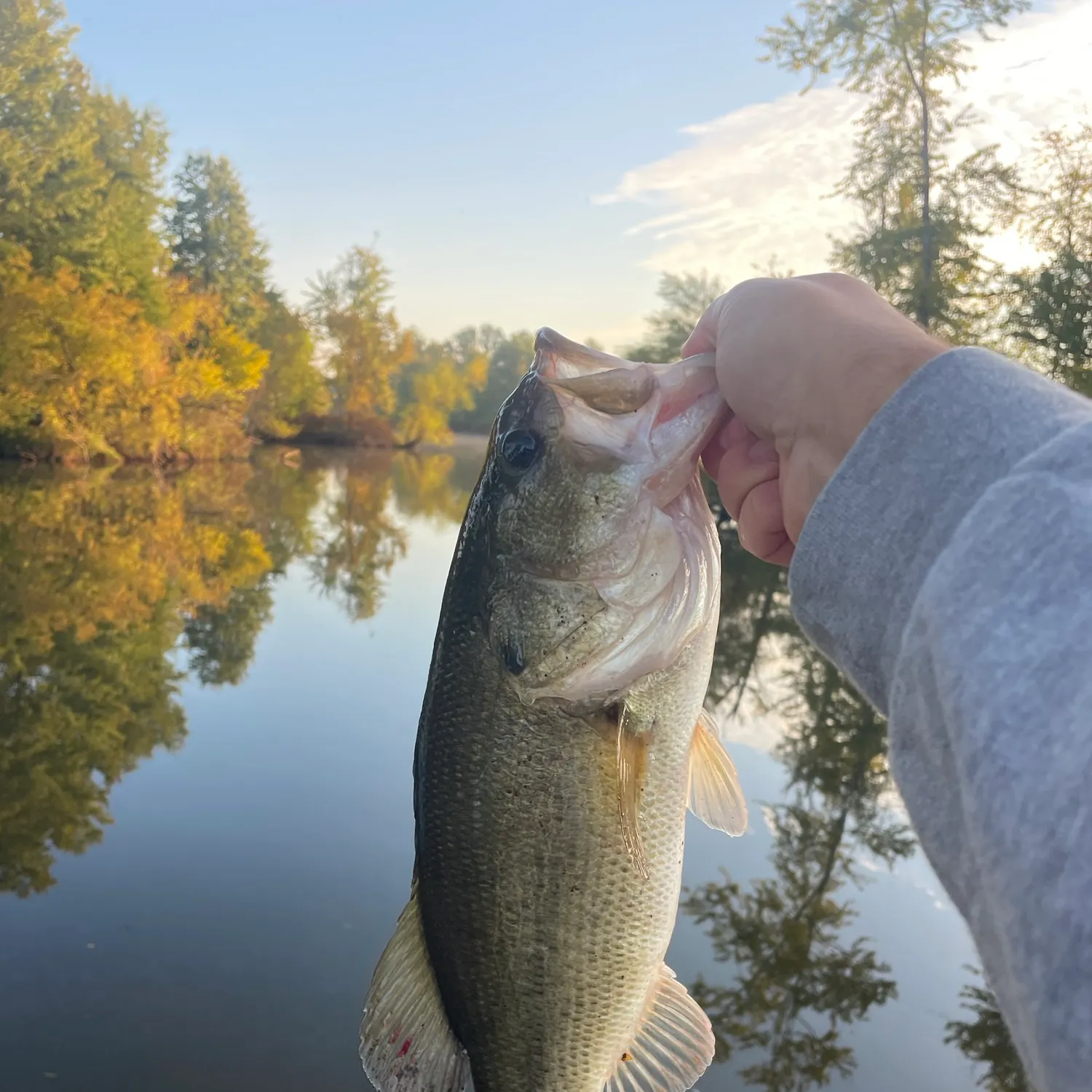 Largemouth bass caught on Fishbrain